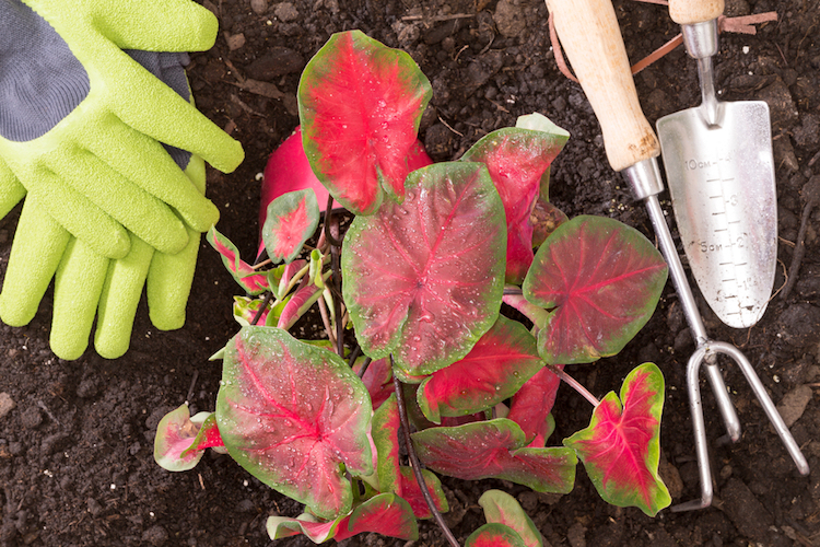 2a94924 caladium
