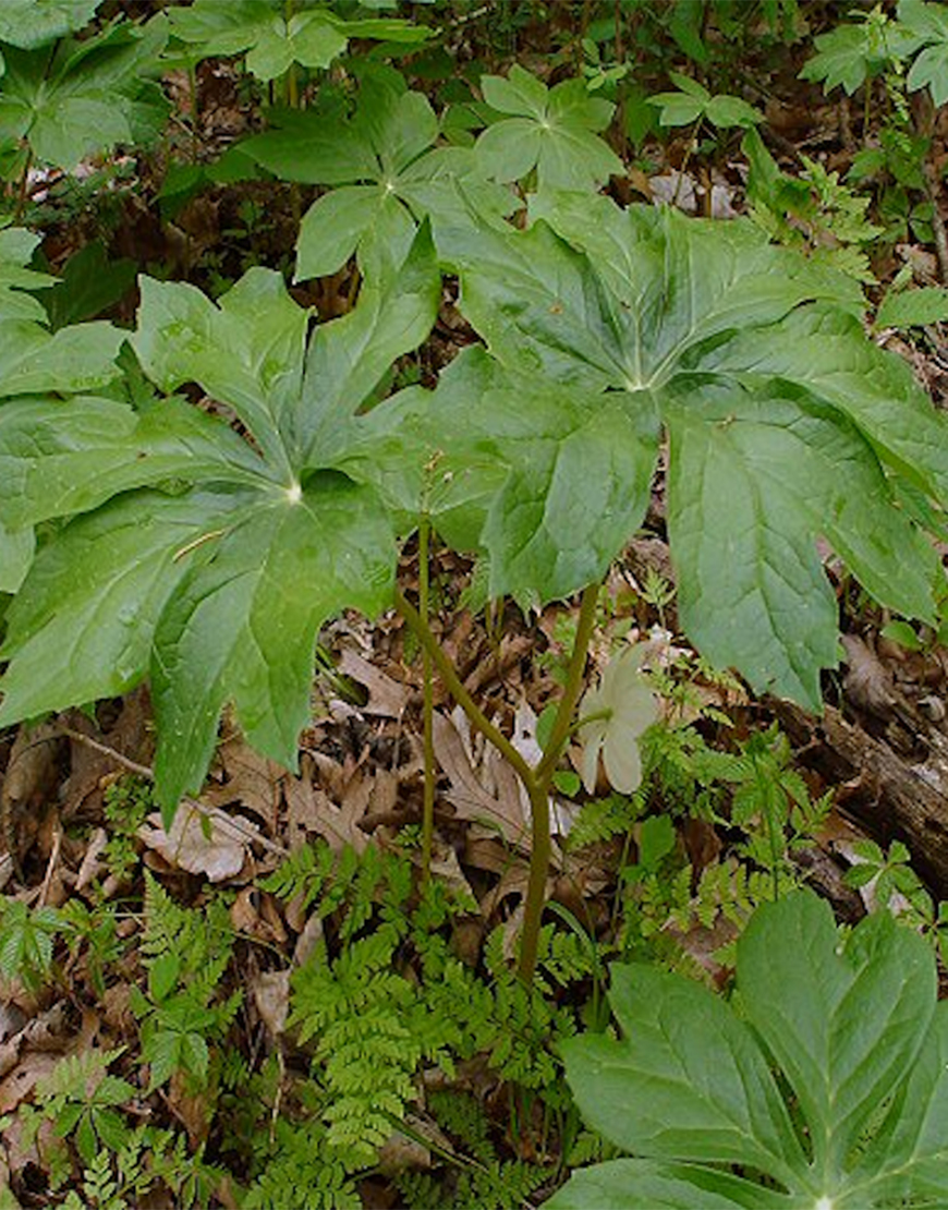 596d057 podophyllum 500x500