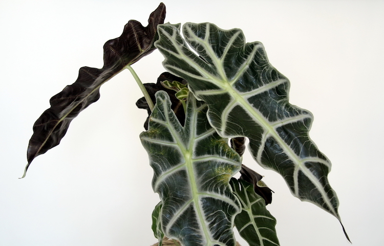 5cc4e94 alocasia