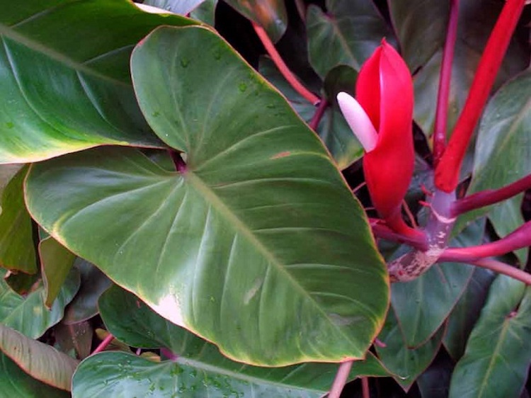 883b75f philodendron 2