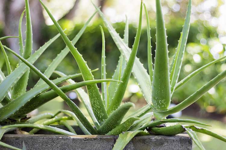 9bbb63f aloe text 3