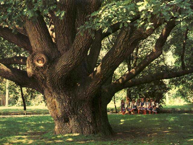 Zaporizhzhian Oak 1987