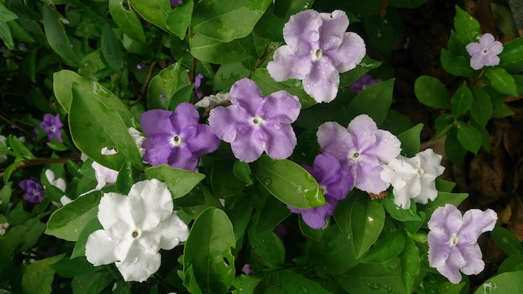 d46ebaa brunfelsia calycina 5