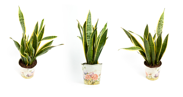 d6351cf sanseveria