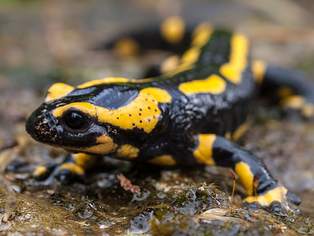 640px Fire Salamander