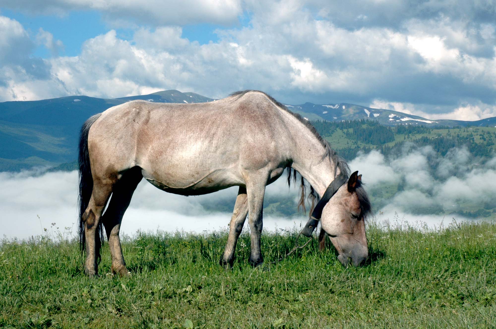 Hutsul Yasinia