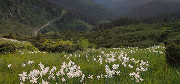 Незрівнянна краса весняних Карпат (фото)