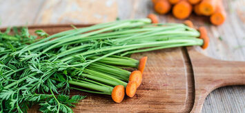 Морквяне бадилля лікувальні властивості.