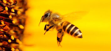 Цікаві факти про бджіл і мед!