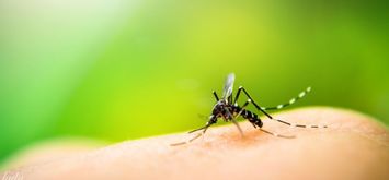 Ось, як позбутися від літаючих від надоїдливих комарів