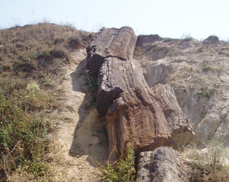 alekseyevo druzhkivka ancient trees 1436x1024x768x0