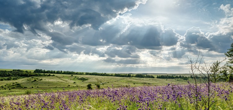 І степ заквітував