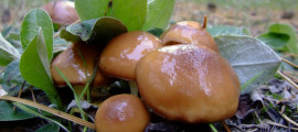 Мариновані маслюки Мариновані маслюки